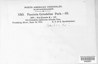 Puccinia grindeliae image
